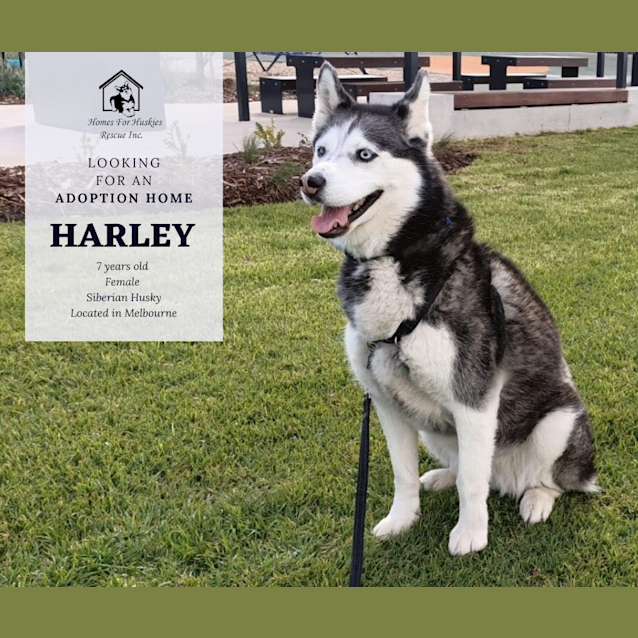 Photo of Harley Quinn