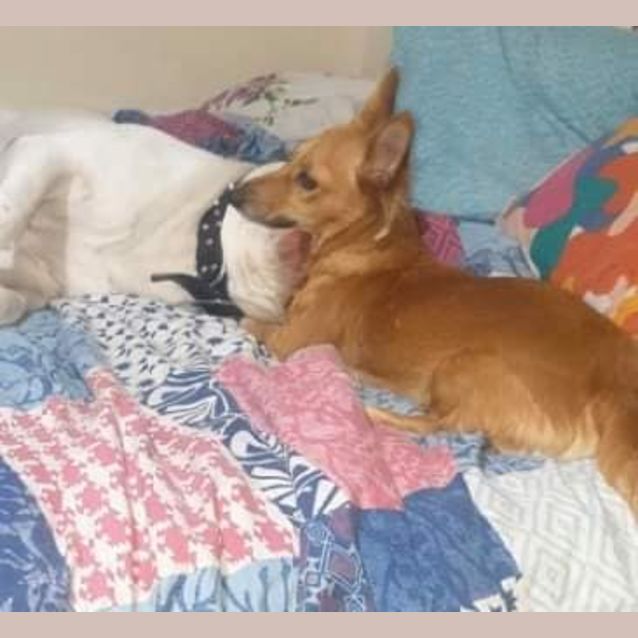 Photo of Whinnie Dl2522