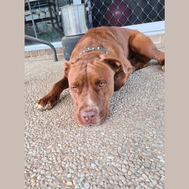 Photo of Buster