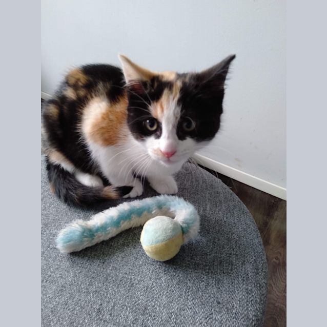 Photo of Tibby