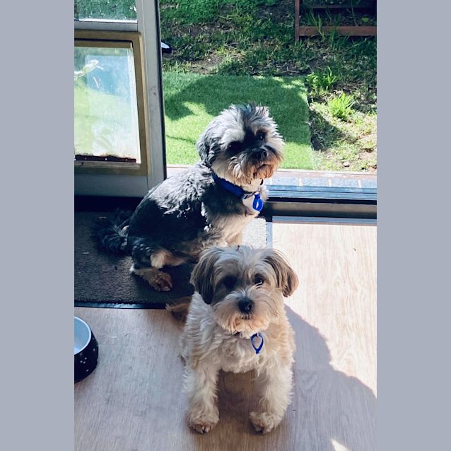 Photo of Yuki & Sally~Lowchen Pair(on Trial 29/10/20)
