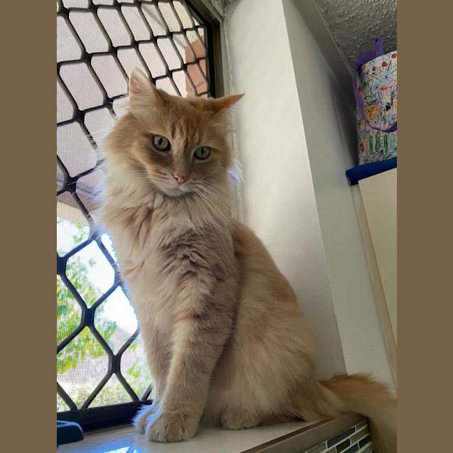 Photo of Milo