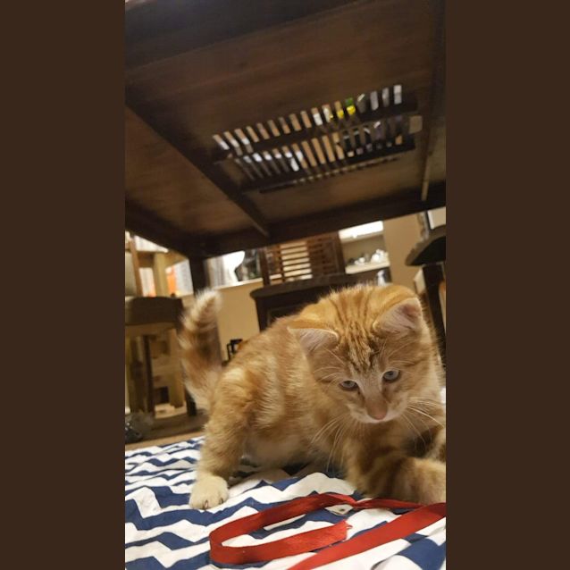 Photo of Tangerine