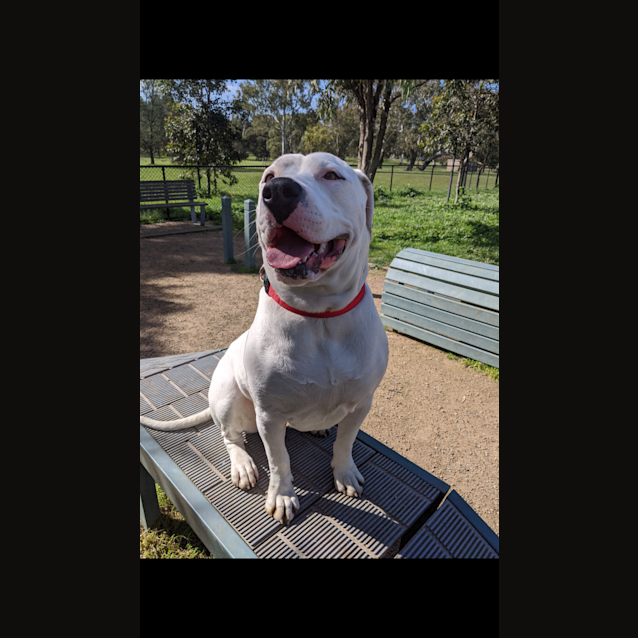Photo of Mia "40kg Of Playfulness & Cuddles""