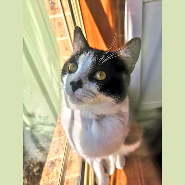 Photo of Cookie 🍪