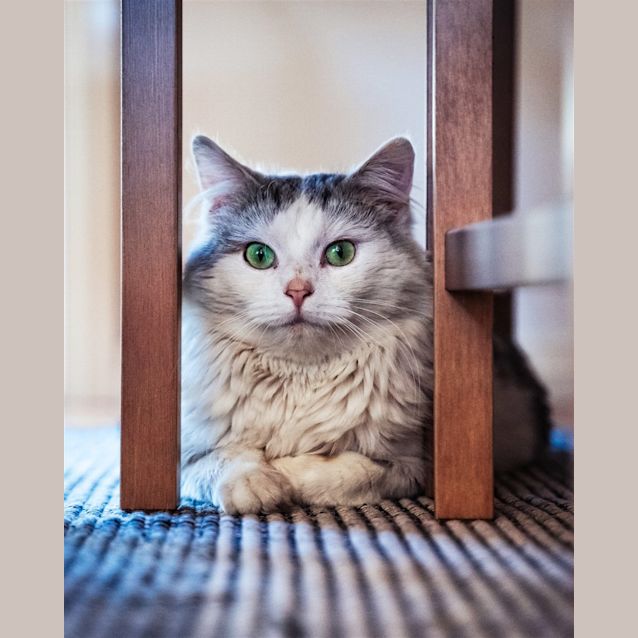 Photo of Thomas