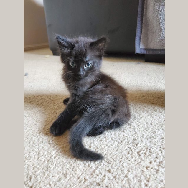 Photo of Mochi 
