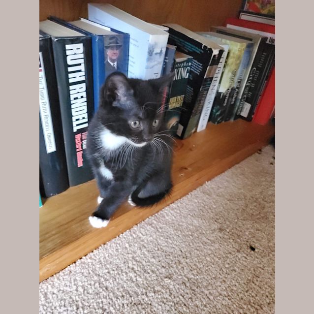 Photo of Momo 