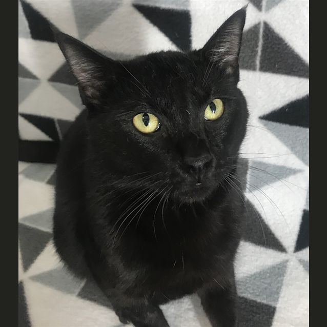 Photo of Draco