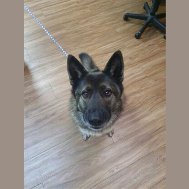 Photo of Rosie
