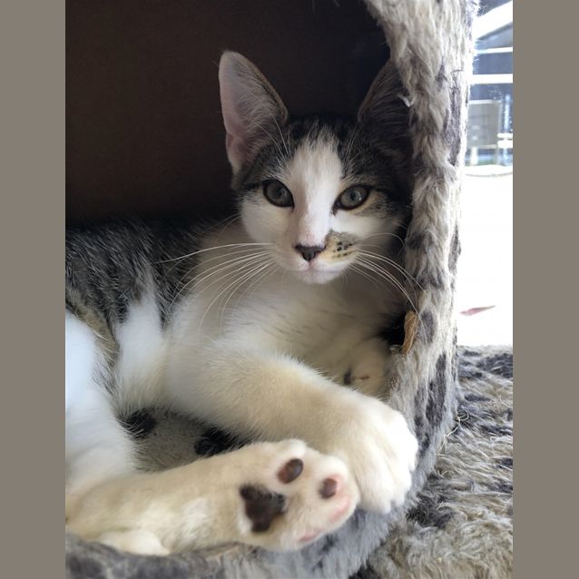 Photo of Fonzie