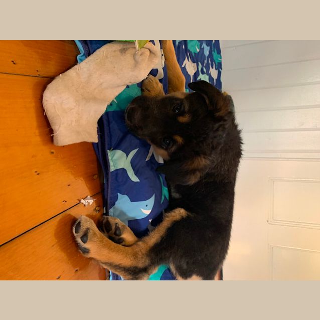 Photo of Weasel (Taking No Further Applications )