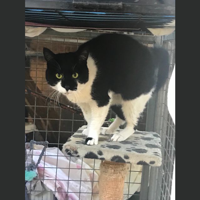 Photo of Blackie