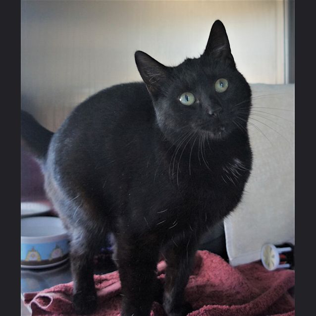 Photo of Sassy