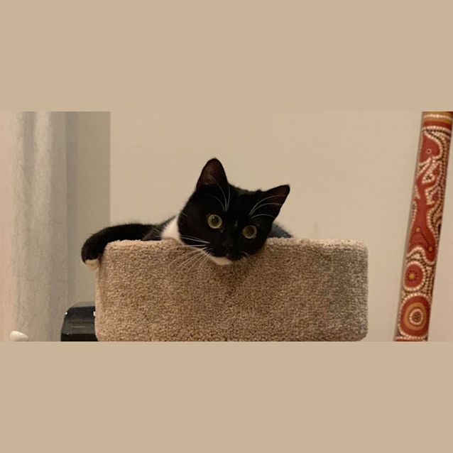 Photo of Shadow