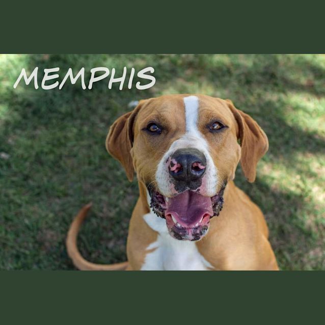 Photo of Memphis 