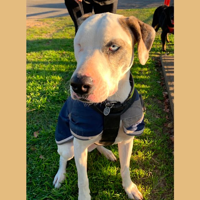 Photo of Leela ~ 4yr Old Mastiff X (On Trial 2/10/20)