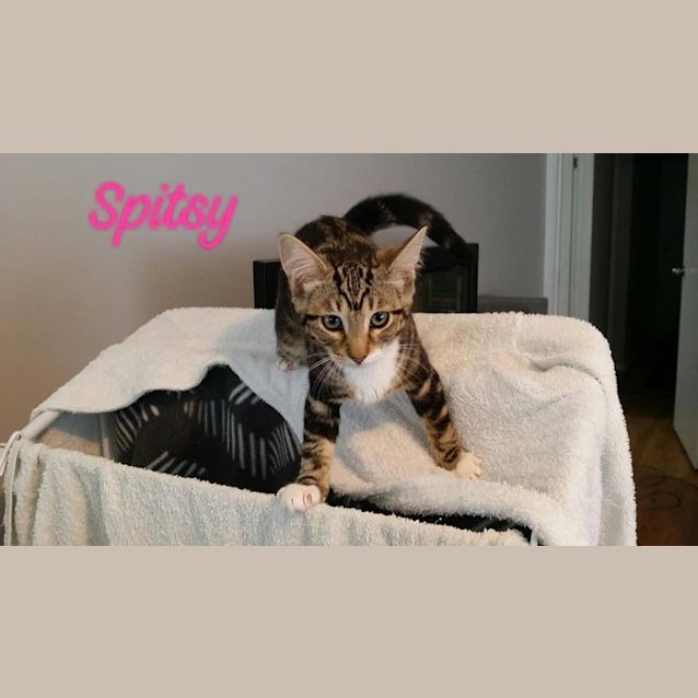 Photo of Spitsy 