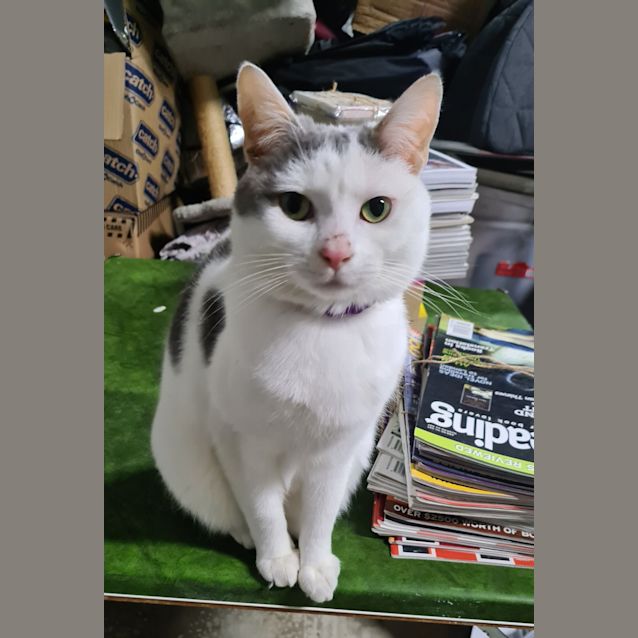 Photo of Moose "Moo"