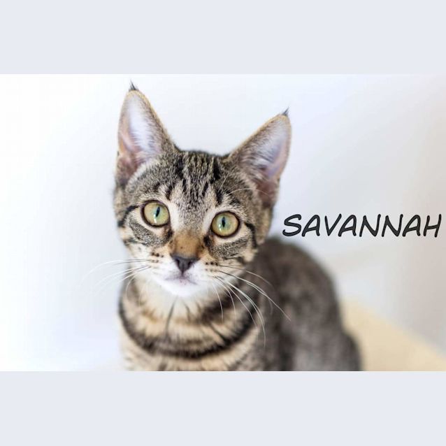 Photo of Savannah