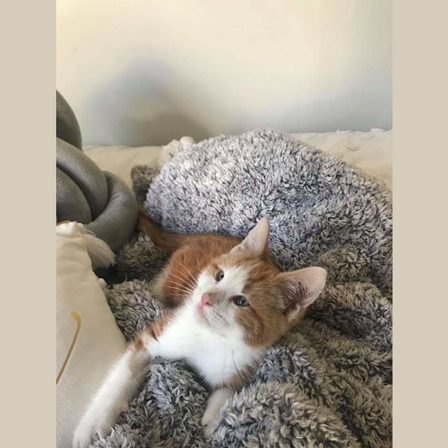 Photo of Taffy