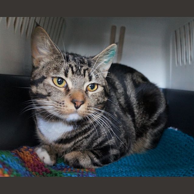 Photo of Baxter
