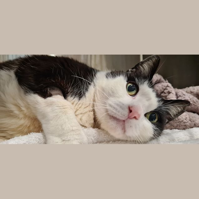 Photo of Captain Poodles