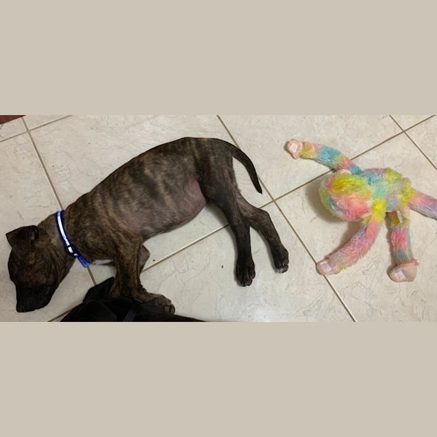 Photo of Kaiya ~ Bull Arab Puppy (On Trial 23/09/2020)