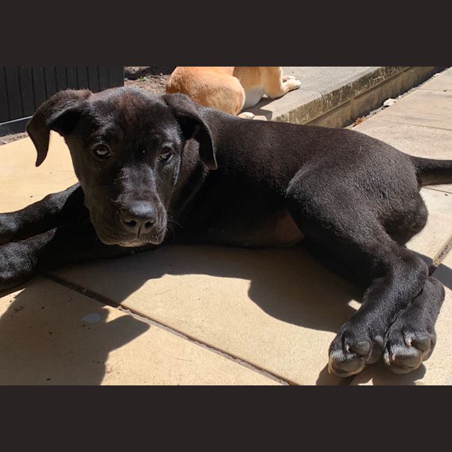 Photo of Elora ~ Bull Arab Puppy (On Trial 24/09/2020)