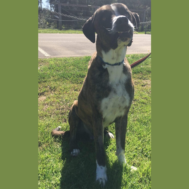 Photo of Watson