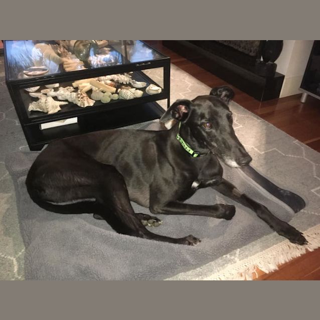 Photo of Finn