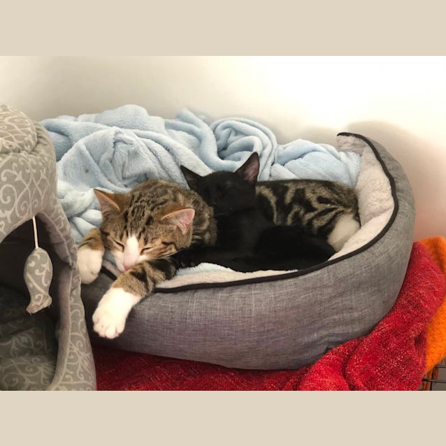 Photo of Louie And Lionel