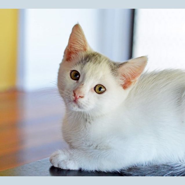Photo of Callie 