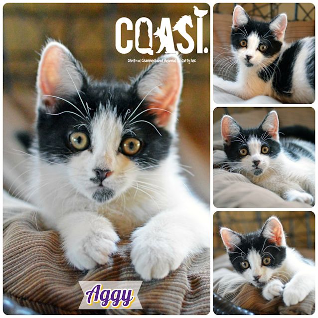 Photo of Aggy