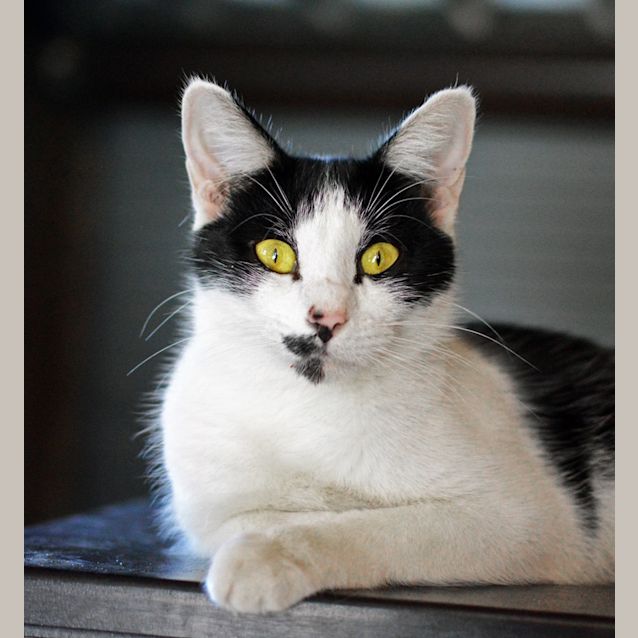 Photo of Nivana