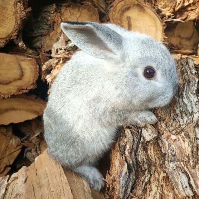 Photo of Pip