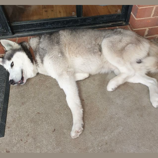 Photo of Dexter
