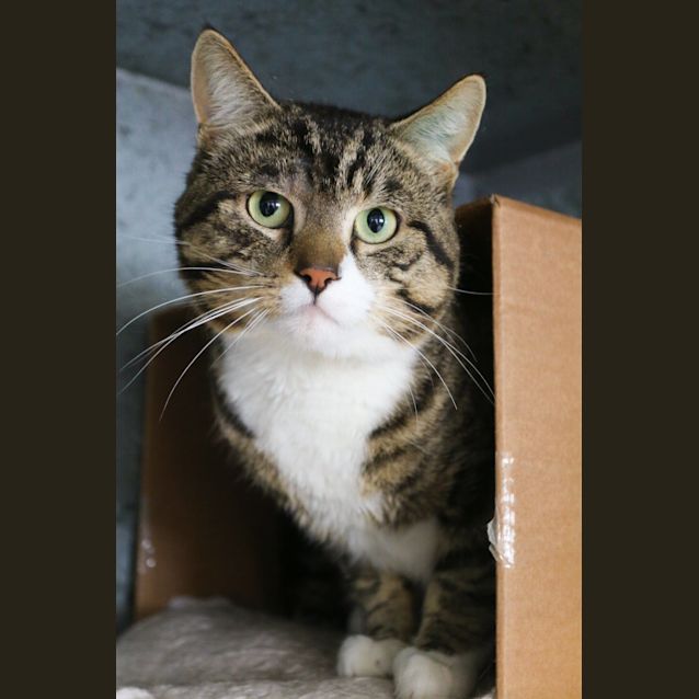 Photo of Apollo
