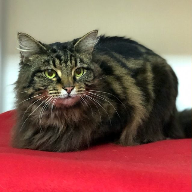 Photo of Nala