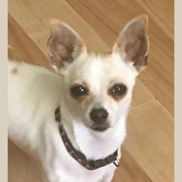 Photo of Daisy