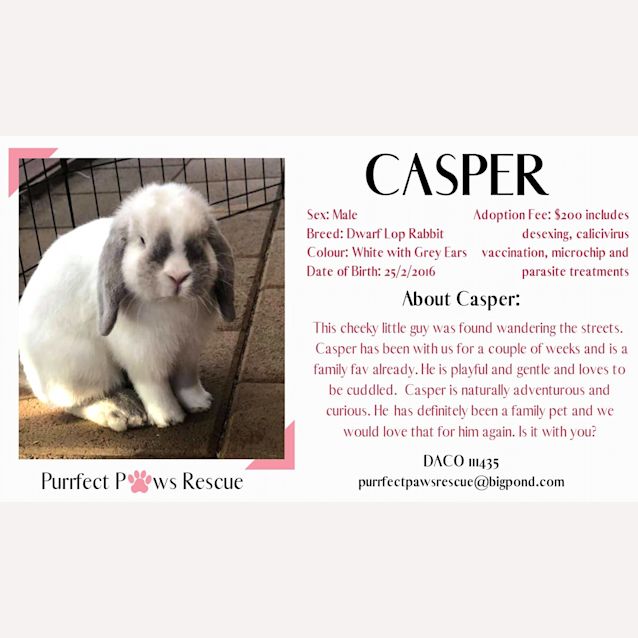 Photo of Casper