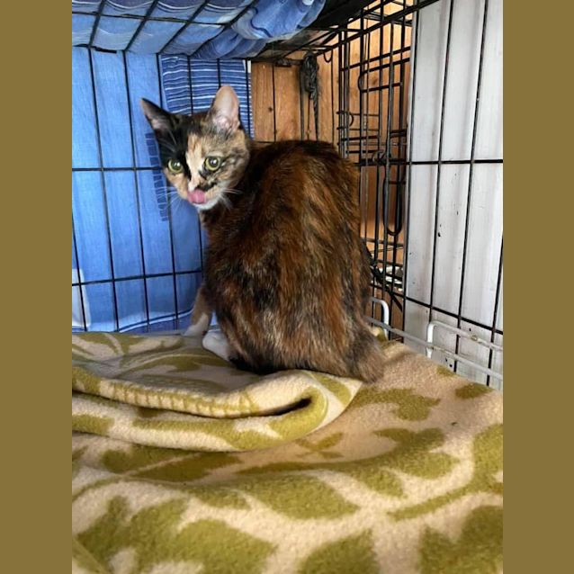 Photo of Miss Muffet “Muffy”