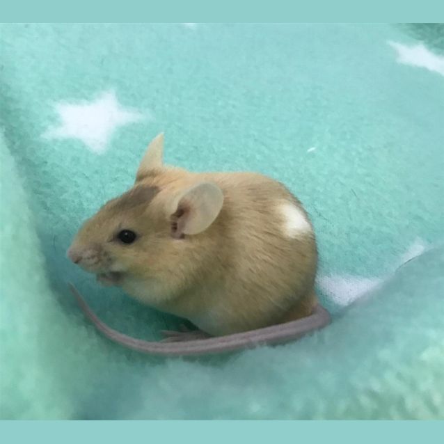 Photo of Petunia