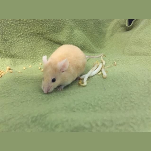 Photo of Daffodil