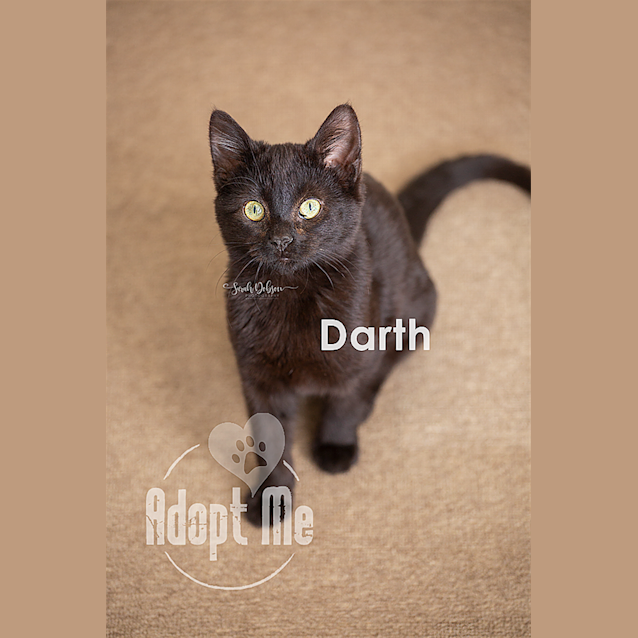 Photo of Darth Vader