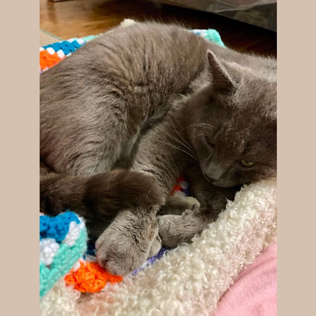 Photo of Biscuit ~ 18 Mo Russian Blue(adopted)