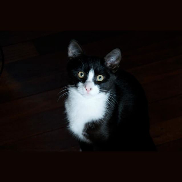 Photo of Cookie 