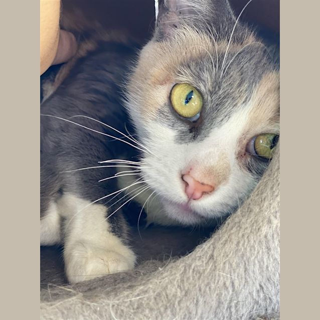 Photo of Peaches