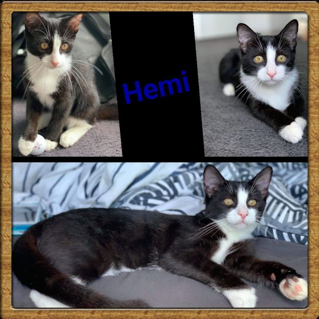 Photo of Hemi