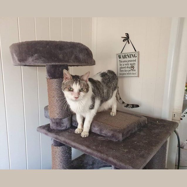 Photo of Dexter
